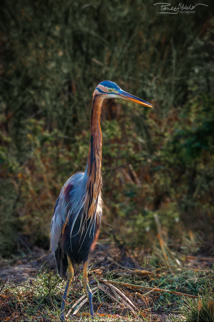 Purple Heron